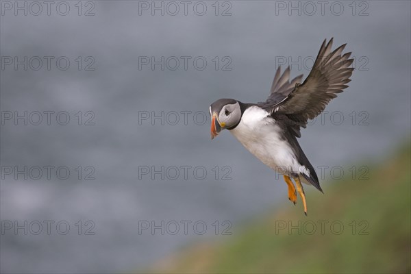 Puffin