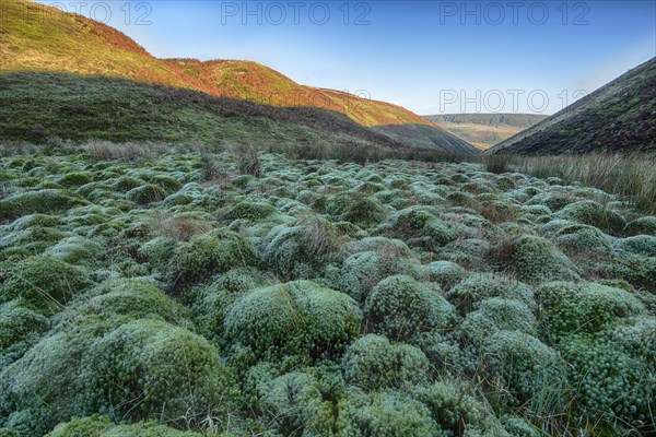Peat moss growing in the valley habitat