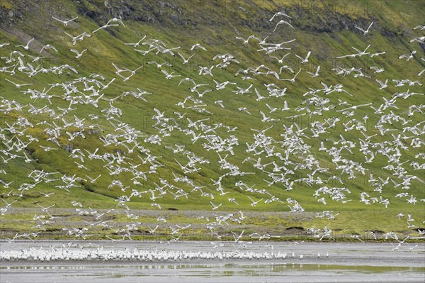 Larus tridactylus