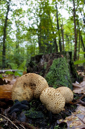 Fruiting bodies of common earthball