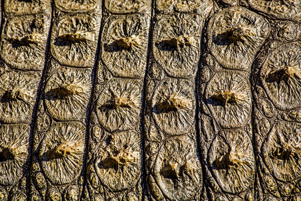 Crocodile skin