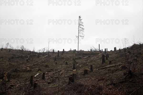 Toter Baum am Hang