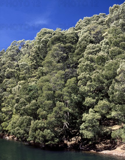 Trees on mountains