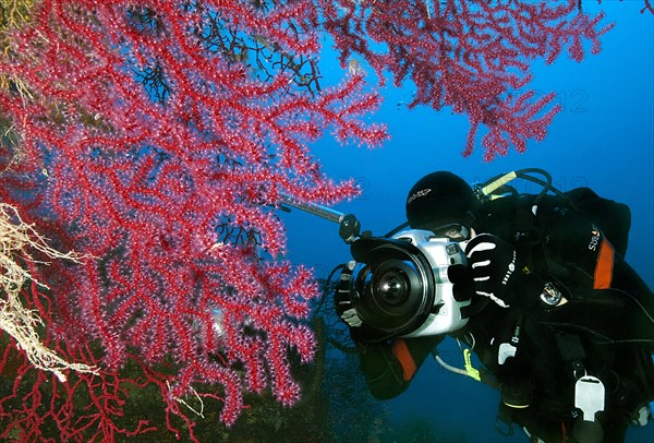 Underwater photographer and violescent sea-whip