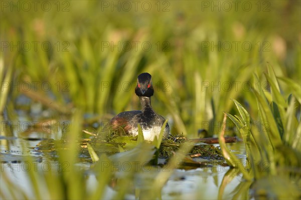 Black-necked Grebe