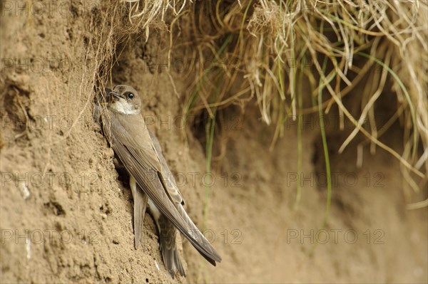 Sand Martin