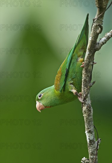 Orange-chinned Parakeet