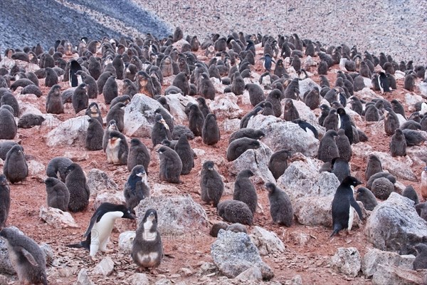 Adelie Penguin