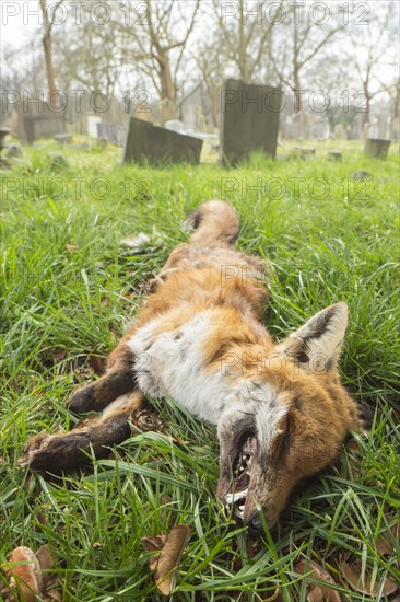 European Red Fox