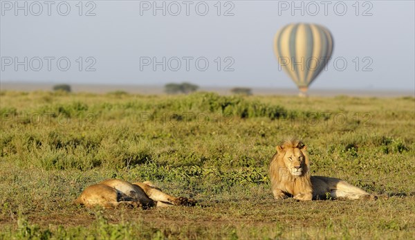 Masai Lion