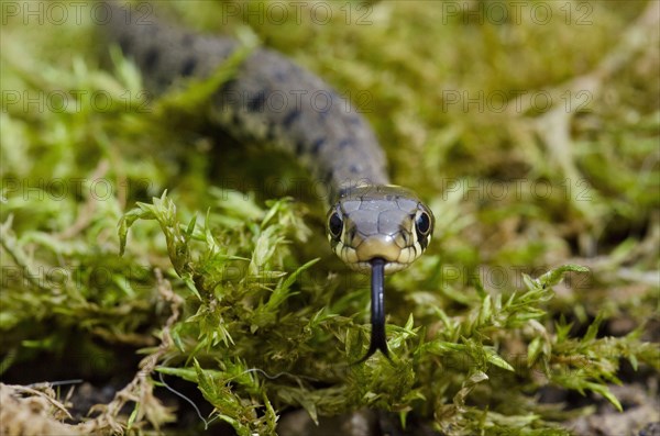 Grass snake