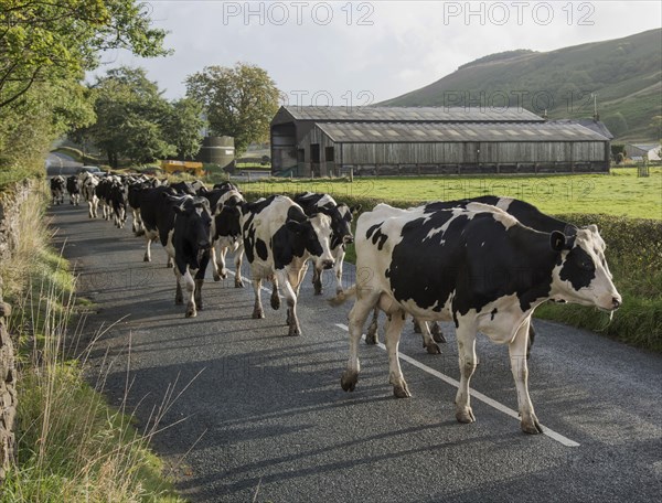 Holstein cattle