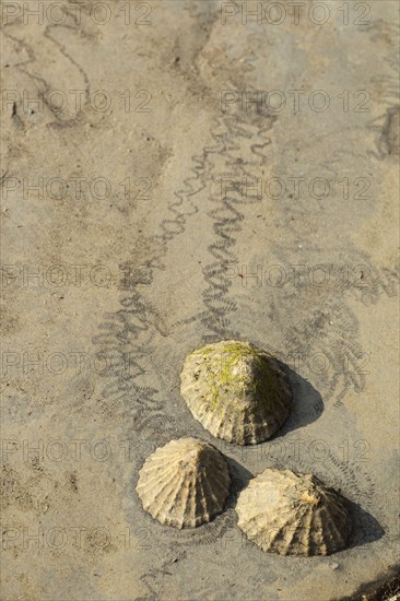 Common limpet