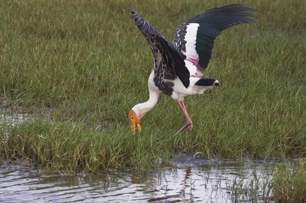 Painted stork feeding