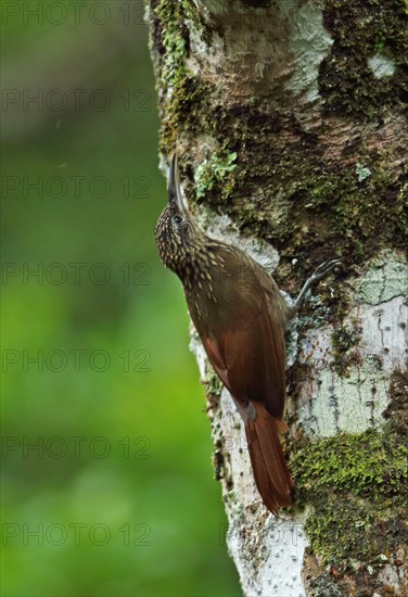 Cocoa treecreeper