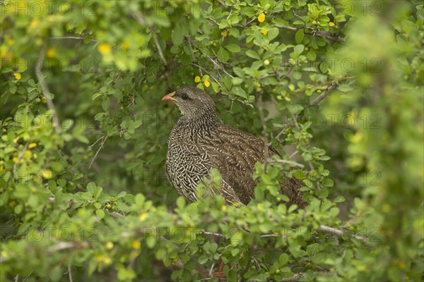 Natal Francolin