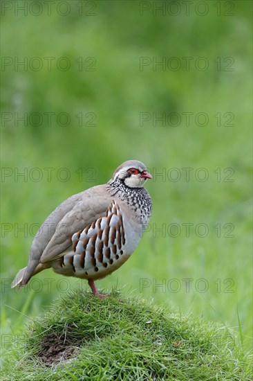 Red-legged Partridge