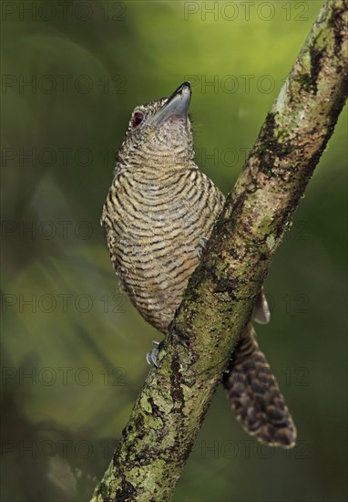 Fasciated Antshrike