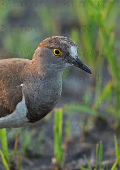 Black-winged Plover