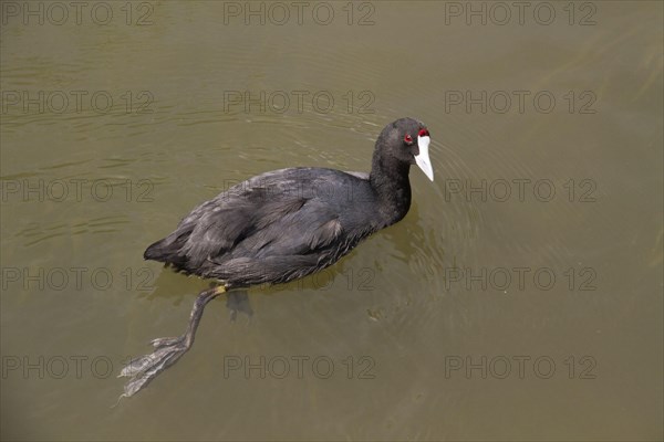 Red-knobbed Eurasian Coot