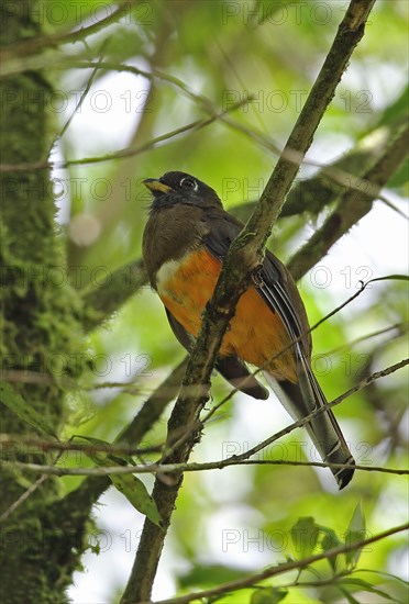 Orange-bellied Trogon