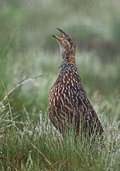 Red-winged Francolin