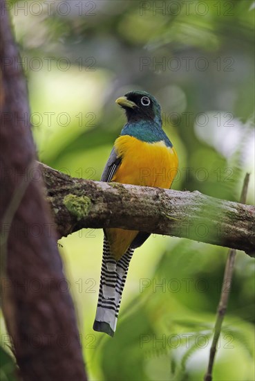 Black-throated Trogon