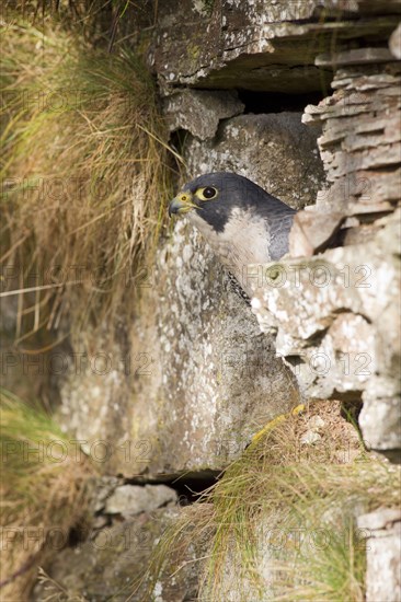 Peregrine falcon