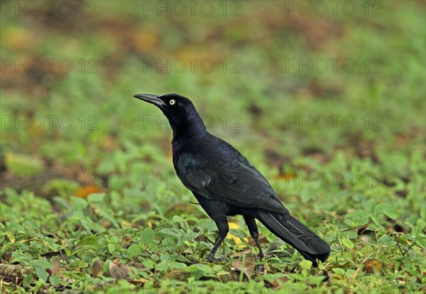 Great-tailed Grackle