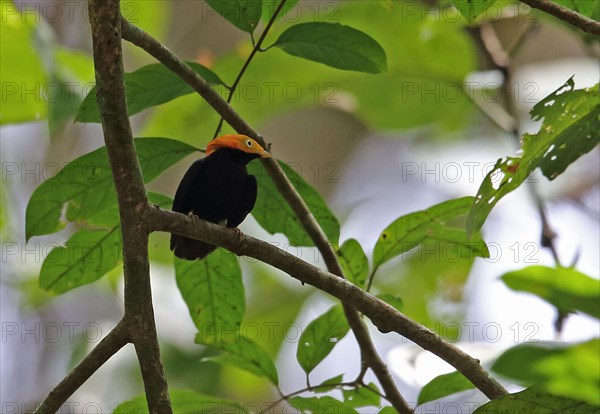 Golden-headed pipra manakin