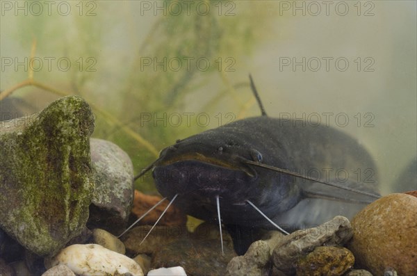 Wels Catfish