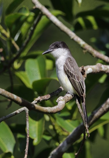 Loggerhead Kingbird