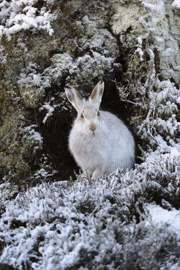 Mountain Hare