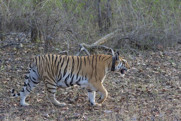 Indian Tiger