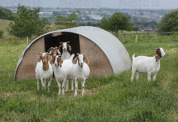 Boer goats