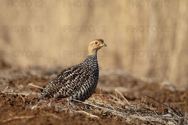 Coqui Francolin