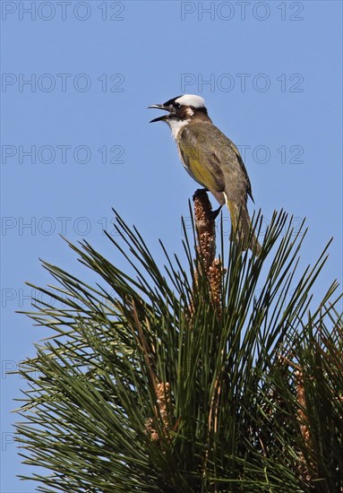 Chinese Bulbul