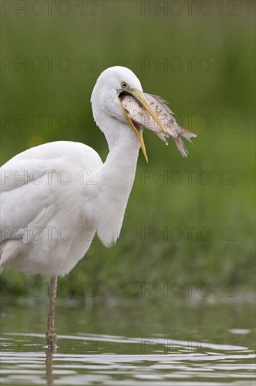 Great Egret