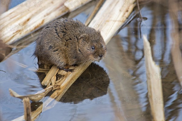 Water Vole