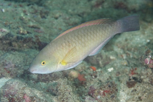 Parrotfish