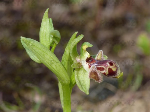 Endemic Cypriot orchid