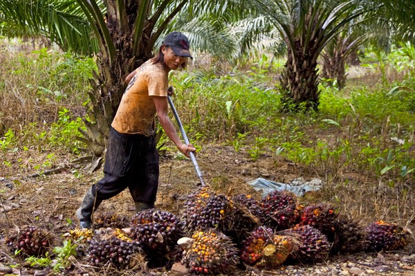 Oil tree fruit