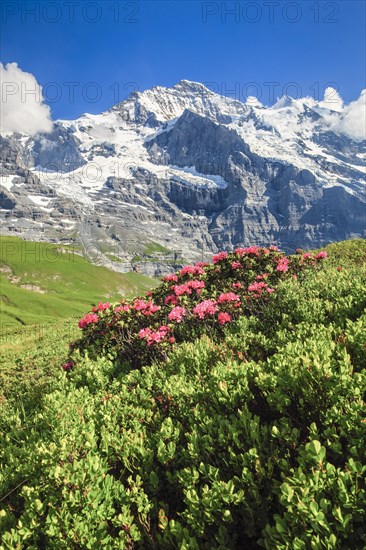 Jungfrau mit Alpenrosen