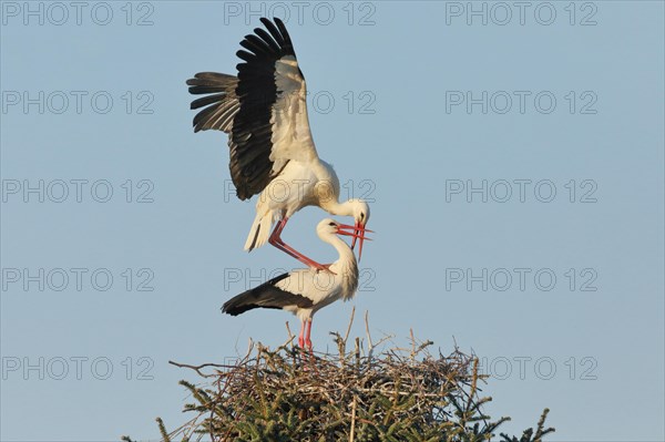 Maennlicher Weissstorch steht bei Abendlich mit ausgebreiteten Fluegeln auf dem im Nest stehenden Weibchen fuer die Paarung