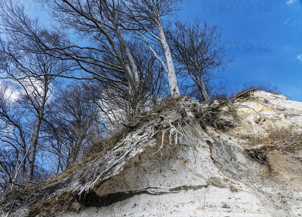 Steiler Abhang an den Kreidefelsen der Piratenschlucht in Sassnitz