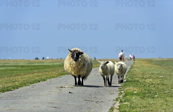 Suffolk sheep