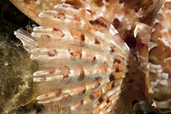 Pectoral fin with venomous spines