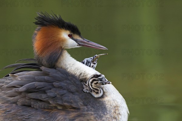 Great crested grebe