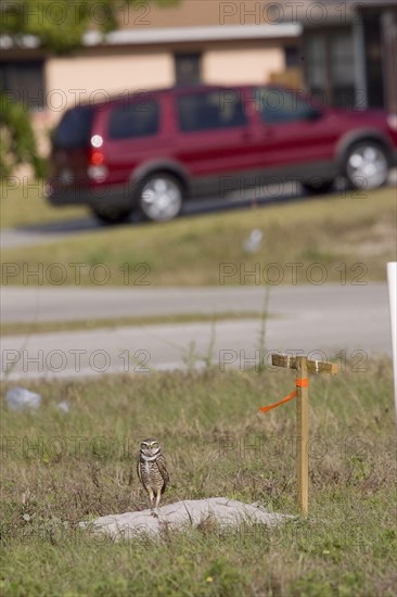 Burrowing Owl