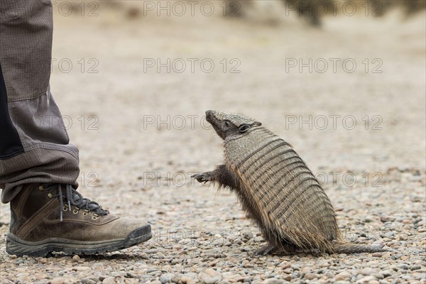 Brown Shaggy Armadillo